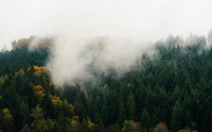 Schwarzwald Nebel